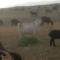 نربز جلوکش