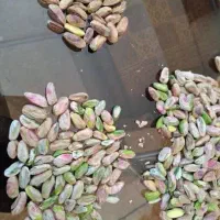 مغز پسته فروش عمده ای برای سوهان پزی و ...|خوردنی و آشامیدنی|قم, شاه احمد قاسم|دیوار