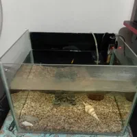 آکواریوم|ماهی|رشت, معلولین|دیوار