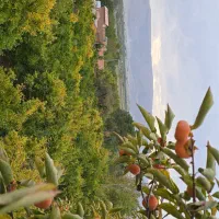 فروش باغ شهری در شهرفاروق|فروش زمین و ملک کلنگی|سیدان, |دیوار