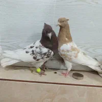 کله ای|پرنده|اهواز, شهرک رزمندگان|دیوار