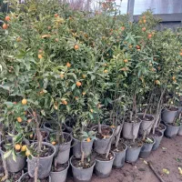 نهال کامکوات ویژه سالم نهال