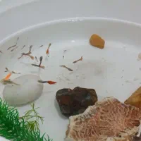 ماهی گوپی و کالر