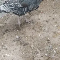 بوقلمون نر وماده|حیوانات مزرعه|معصومیه, |دیوار