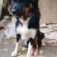 سگ پاکوتا|سگ|مراغه, |دیوار