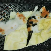 بچه گربه