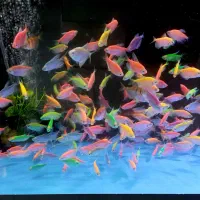 بار ماهی جدید رسید آکواریوم ماهیداران