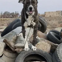 سگ گله افغانی