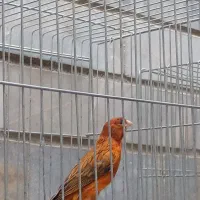 قناری نقره ای|پرنده|شیراز, شیشه‌گری|دیوار