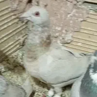 4تا پرشی جوین