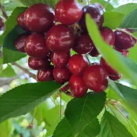 گیلاس درجه یک کیلو ۱۵۰ هزار