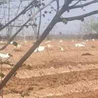 زمین-کشاورزی