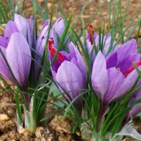 گل زعفران فروشی ۱کیلو ۱۳۰۰ فردا گل دارم هرکس خواست