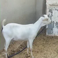 بز صومال و گیسه دورگ|حیوانات مزرعه|بندرلنگه, |دیوار