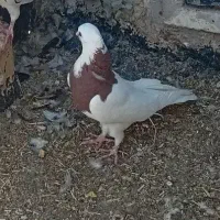 کبوتر