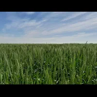 زمین کشاورزی|اجارهٔ دفتر صنعتی، کشاورزی، تجاری|اهواز, اسماعیلیه|دیوار