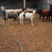 یک رس بره قوچ میش رون نامبروان