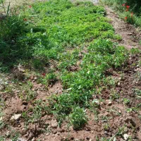 نشا گوجه گیلاسی محلی