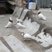 طوقی مهر معاوضه با سره بخون|پرنده|تهران, یافت آباد جنوبی|دیوار