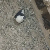 جفت رنگی فروشی|پرنده|سلامی, |دیوار