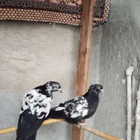 سینه سیاه