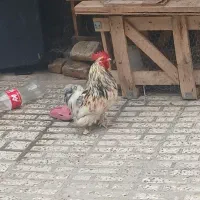 خروس پا کوتاه