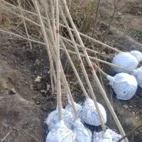 نهال ونهالستان تخصصی بزرگ حاجی گوارشکی|خدمات باغبانی و درختکاری|مشهد, توس فردوسی|دیوار