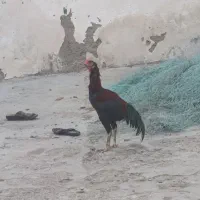 فــروس خروس و مرغ با ۵ عدد جوجه