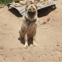سگ سرابی 9ماه