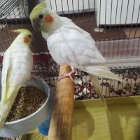 یه جفت نر و ماده عروس خوشکل کشیده