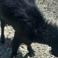 گوسفند بز نر چاق