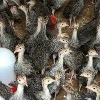 جوجه بوقلمون برنز و محلی از مرگ دررفته واکسن خورده