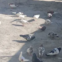 پرنده پرشتی