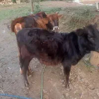 گاو|حیوانات مزرعه|رشت, کوی مهر|دیوار