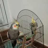 دوتا عروس هلندی قیمت دوتومان