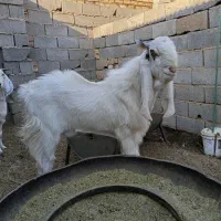 بز نر تکه پارسالی