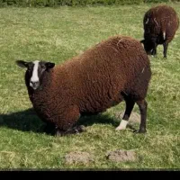 گوسفند زنده برای قربانی همراه با قصاب