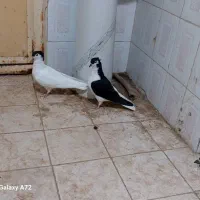 ساعت دیواری کفتر چپ و خال سر کاکل