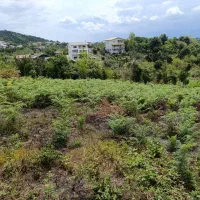 زمین باغی واقع دربام سبز کومله|فروش زمین و ملک کلنگی|کومله, |دیوار