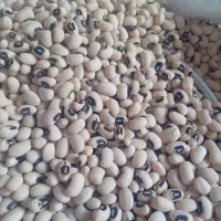 ارزان سرای حبوبات عدس ریز ۱۷۰ درشت ۱۶۰|خوردنی و آشامیدنی|شیراز, ریاستی|دیوار