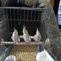 ۳ عدد عروس هلندی|پرنده|کلاله, |دیوار