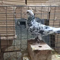 پرشی|پرنده|فیروزه, |دیوار