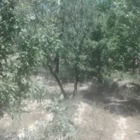 فروش باغ گردوو بادام حوالی غرق آباد|فروش دفتر صنعتی، کشاورزی، تجاری|نوبران, |دیوار