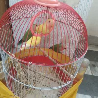 طوطی کوتوله