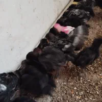 جوجه|حیوانات مزرعه|نیشابور, فیض آباد|دیوار