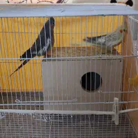 فروش عروس هلندی|پرنده|اسفراین, |دیوار