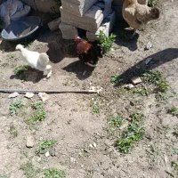 مرغ وخروس پا کوتاه