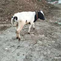 گوساله