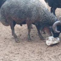 قوچ|حیوانات مزرعه|فرمهین, |دیوار