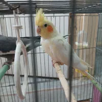 عروس هلندی نر و ماده